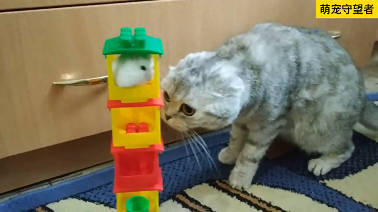 一只小老鼠，逃出了豪华别墅#萌到爆炸了💥