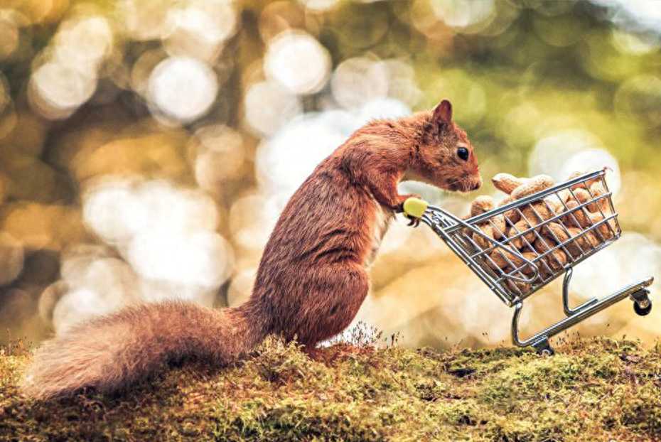 英国摄影师拍摄松鼠推“购物车”趣味瞬间