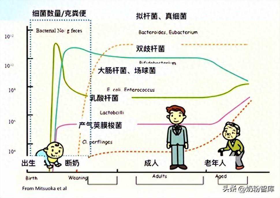 超70%免疫细胞在肠道！HMO、乳铁蛋白、OPO...这些营养都跟它有关