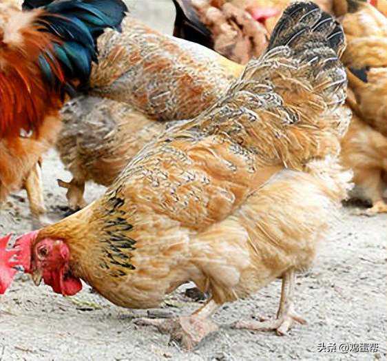 高圆圆赵又廷回台探亲，趁女儿不注意偷偷接吻，婆媳互动曝光