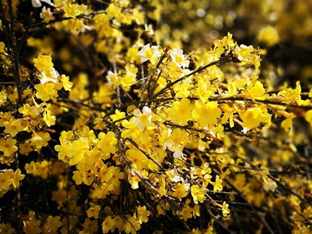 一个女人，做到了这些，男人会爱之入骨，这样的女人很高贵