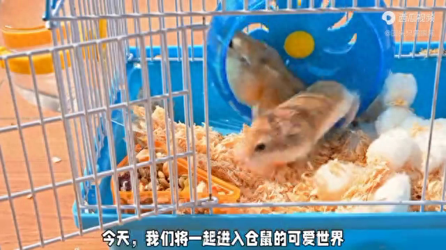探秘仓鼠的日常生活：如何照顾你的小毛球