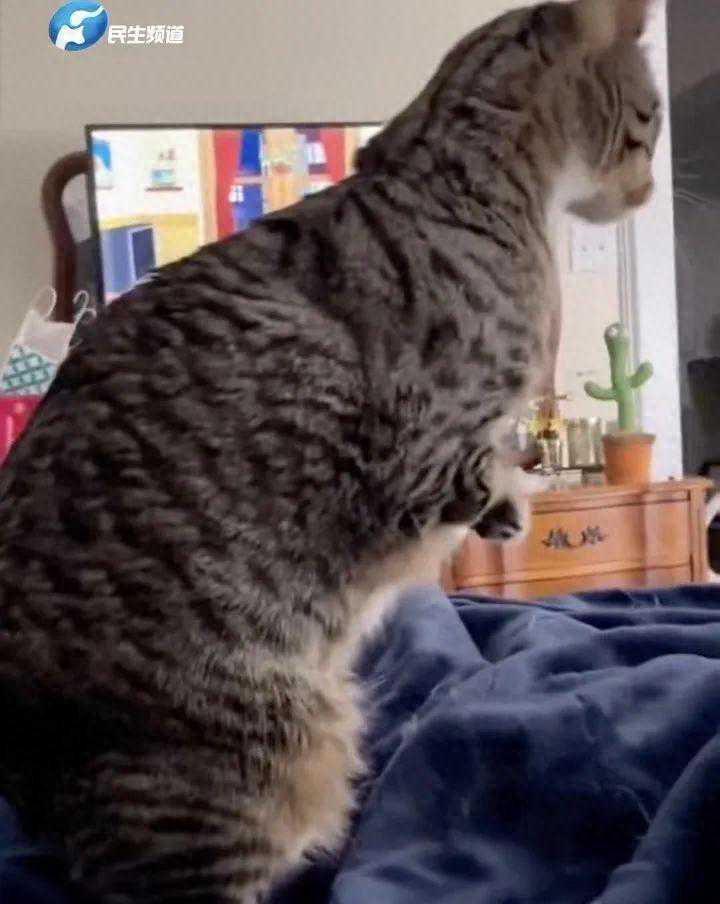 猫咪突然变身“霸王龙”，旁边猫眼神亮了：不是，哥们你哥斯拉啊