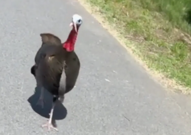 美国发生野火鸡集体攻击人类事件：追车啄人 把居民困在车里