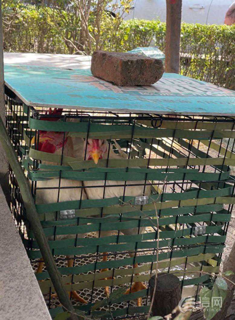 超市送的小鸡崽养在绿化带已能下蛋 居民反映味道大还扰民