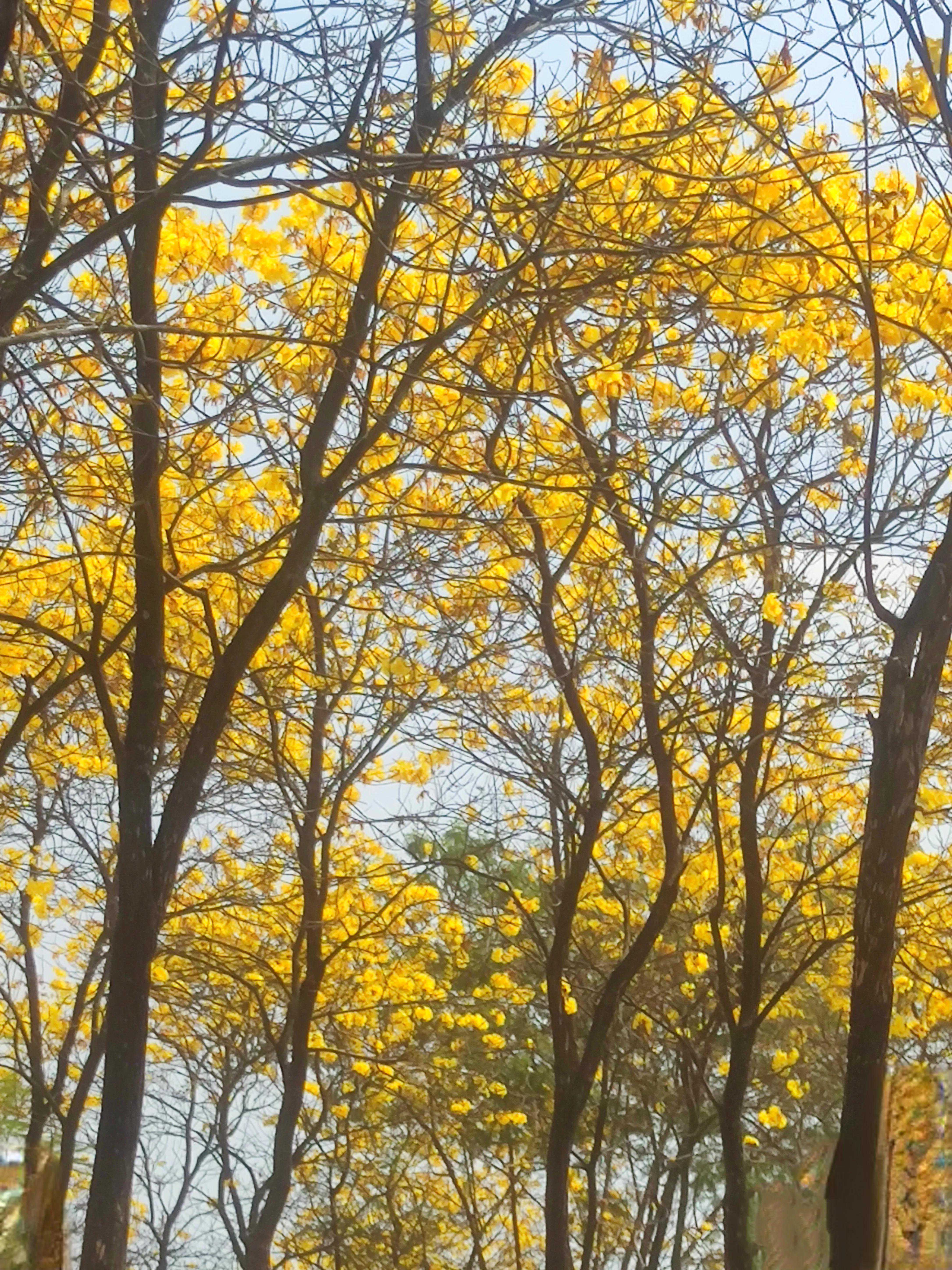 黄花风铃木的醉人春色下，有人很美，有人很丑