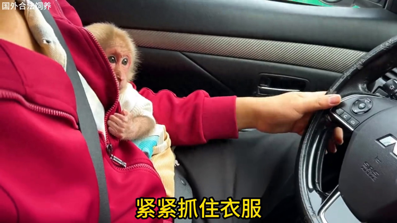 小猴子去奶奶家过年，一开始它很害怕，熟悉后，逗得奶奶很开心