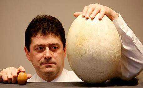 霸王龙的蛋有多大，一锅炖的下嘛。科学家：大龙下小蛋