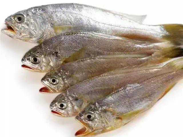 给小黄鱼“涂色”？切勿以身试法