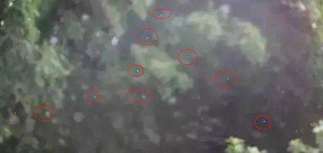 许昌最近到处飞舞的“小白虫”是啥？