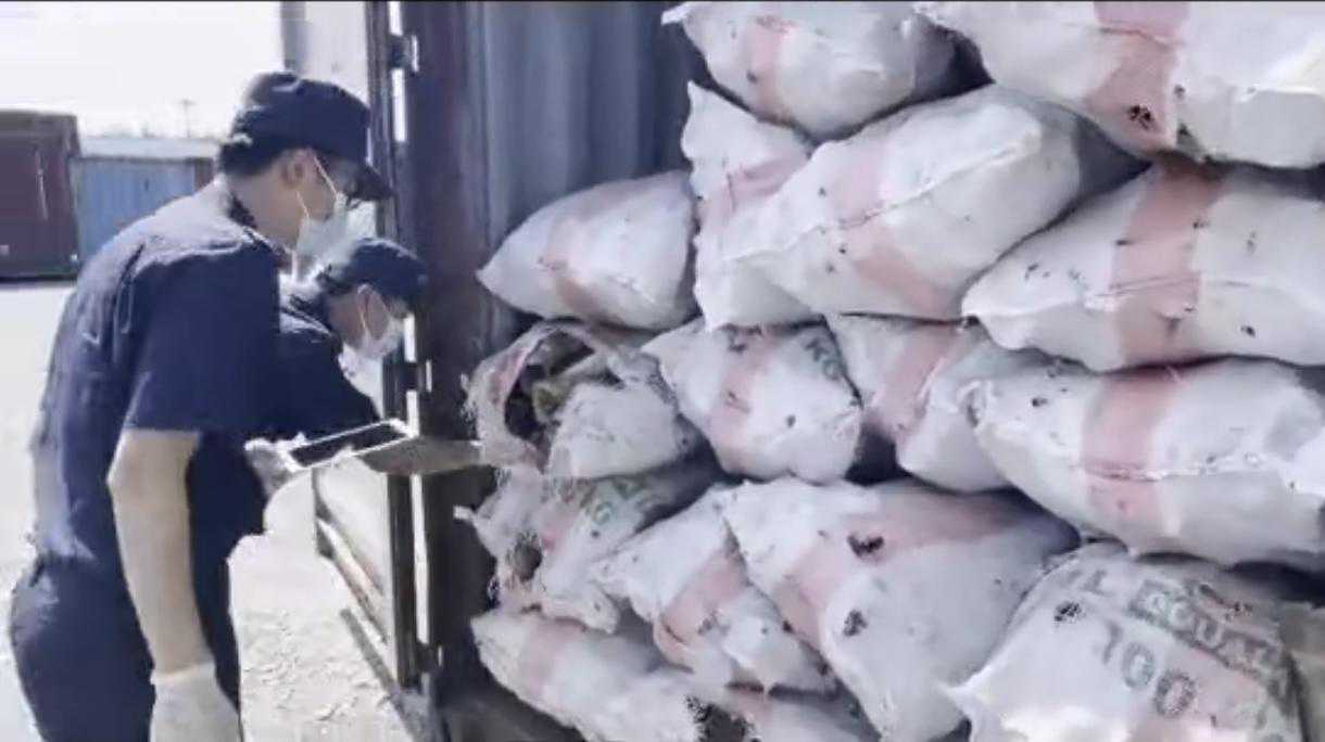 海关查获多只活体剧毒黑寡妇蜘蛛，毒性有多强？被咬了该怎么办？