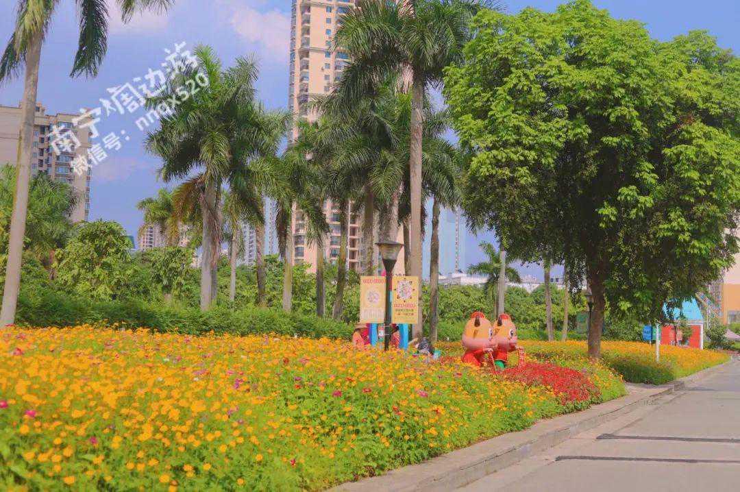 漂亮！南宁一大片金色的花海盛开啦！拍照太美了！赶紧去！