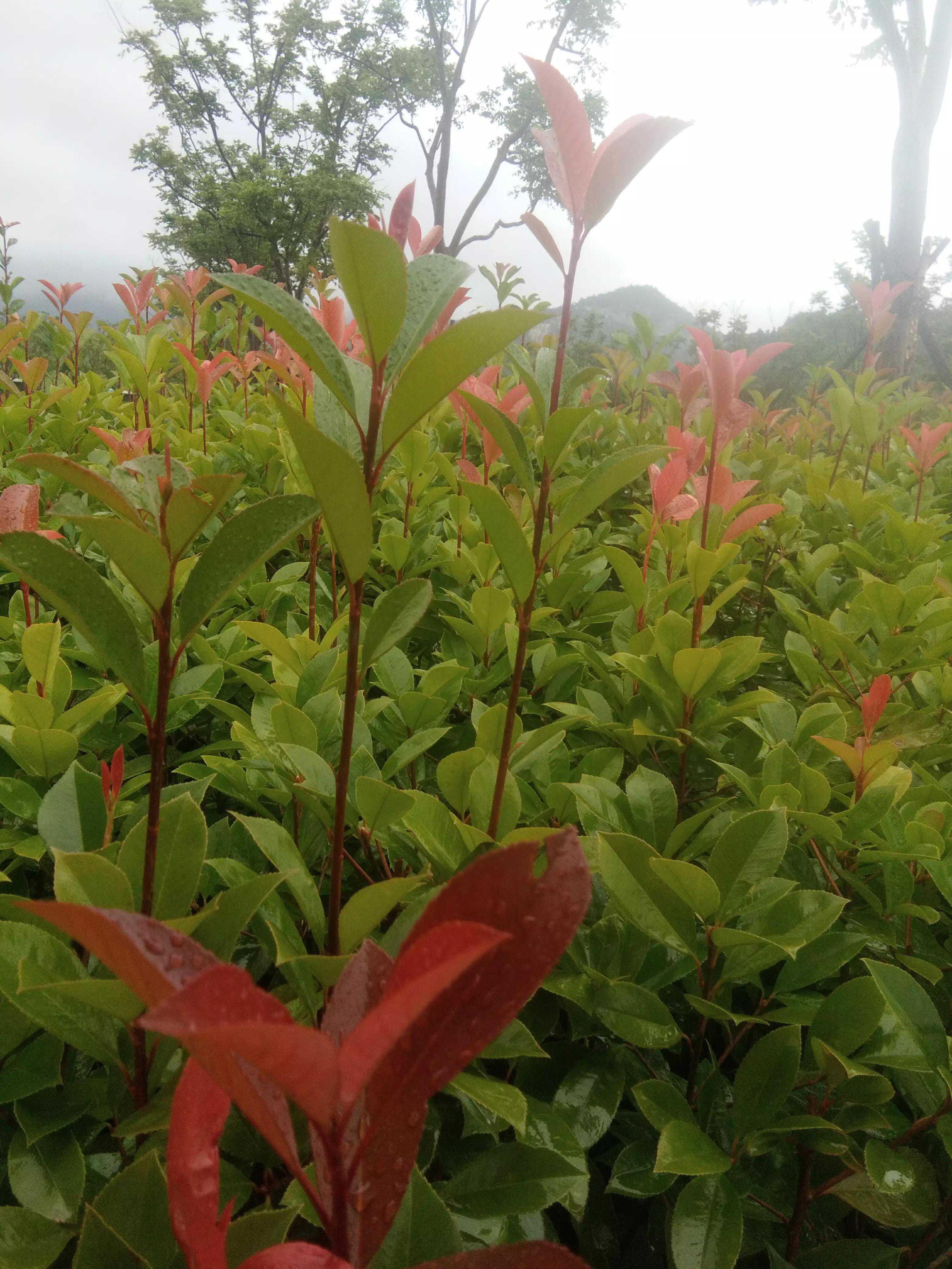 为啥随手写的推荐阅读量好，费劲心力的却不尽人意？