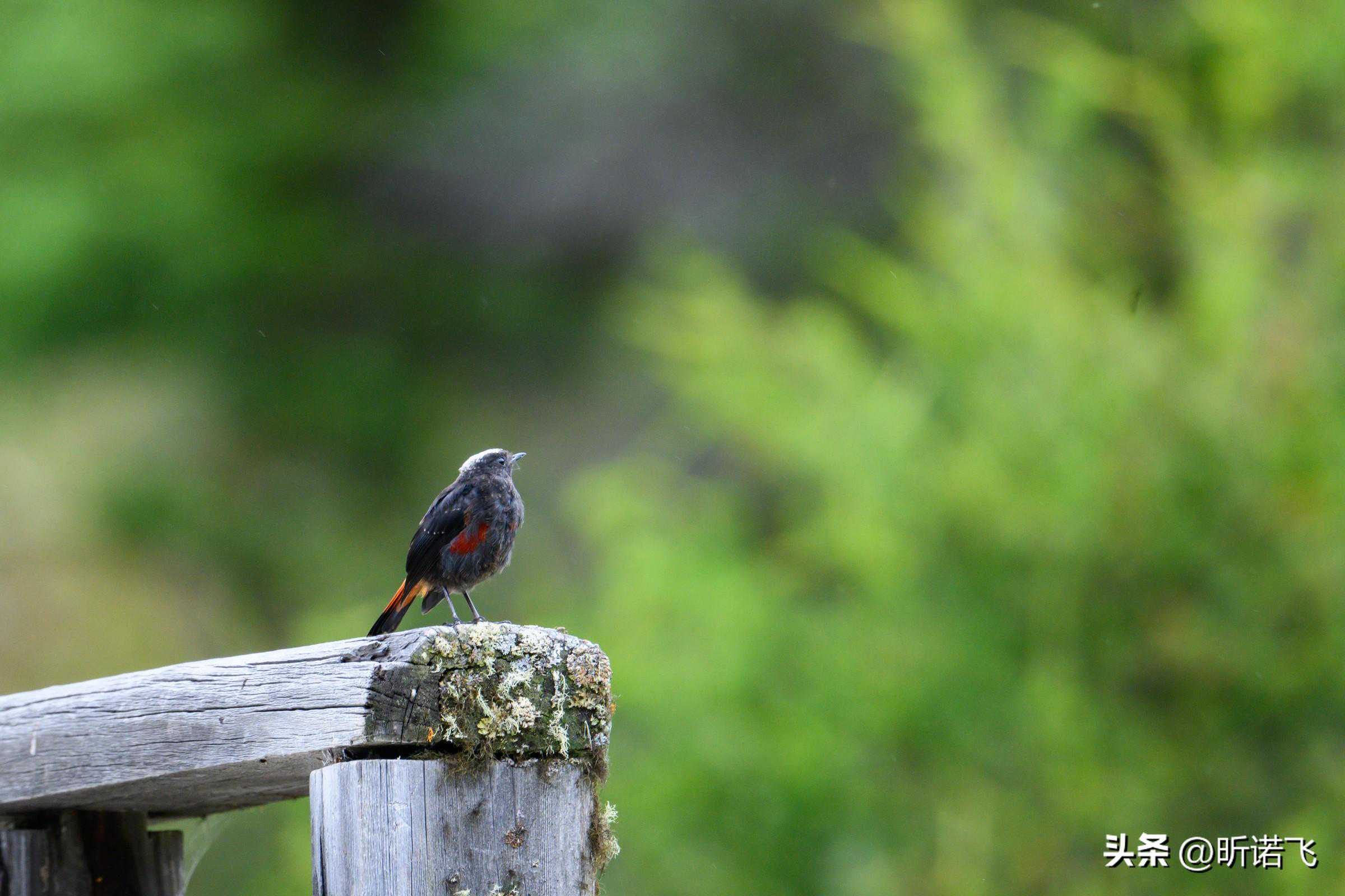 万物有灵，光照新生 | 昕诺飞携手极地未来，守护生物多样性