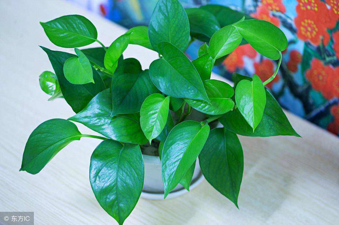 小小的一枚“弹珠”，用来养花，竟可以轻松解决土壤问题