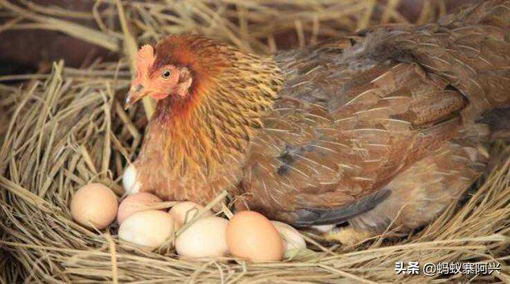 为什么母鸡，不需要公鸡也能自己排卵生蛋？专家：其实道理很简单