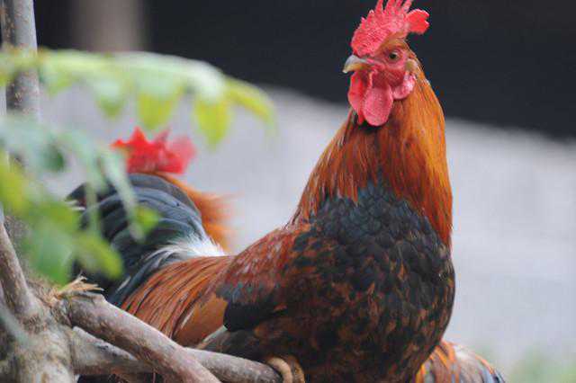 母鸡交配一次下多少受精蛋？合理搭配公鸡，软蛋和双黄蛋咋回事？