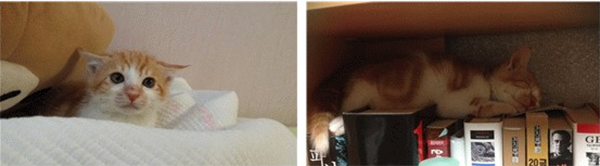 游戏论｜猫咪政治：猫咪和机器着陆资本世地球的方法