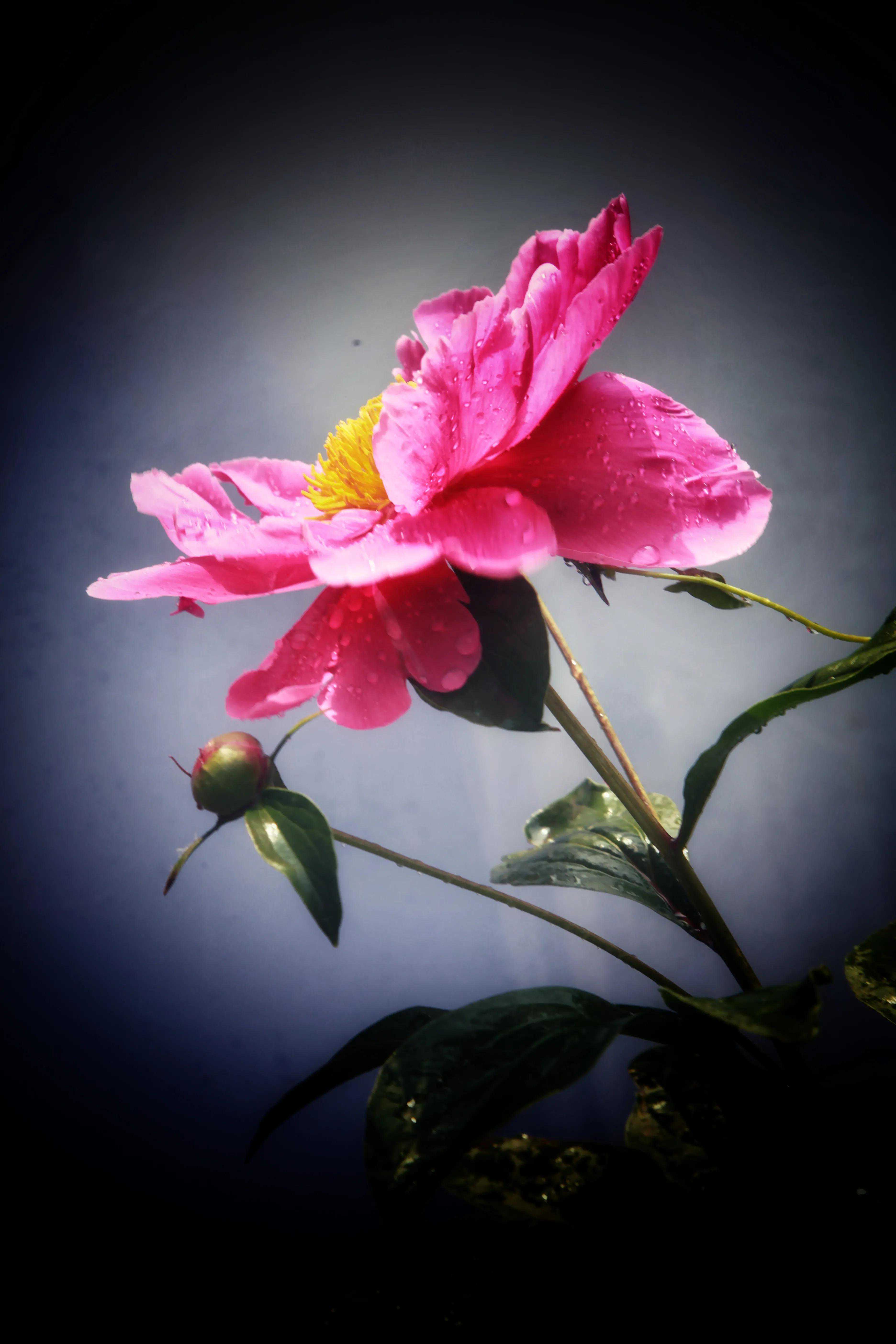 姹紫嫣然灿若霞