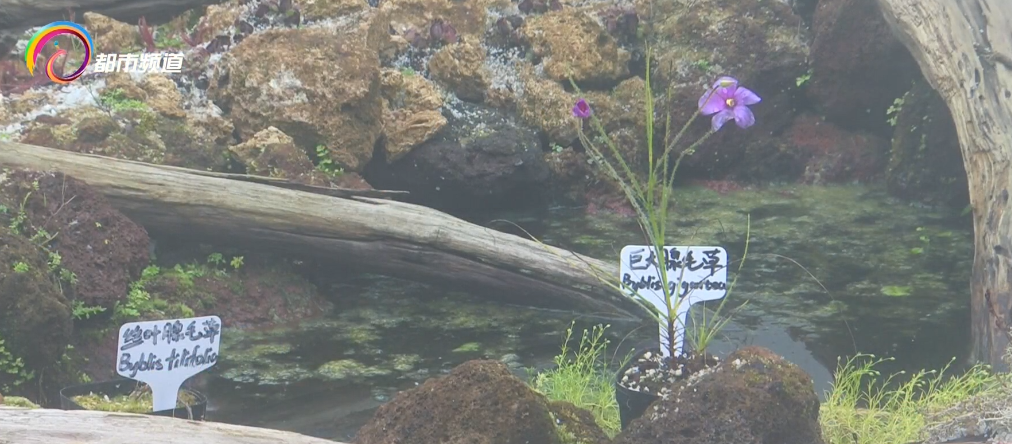 粘液捕杀虫子！这株极危食虫植物在昆明植物园开花啦！