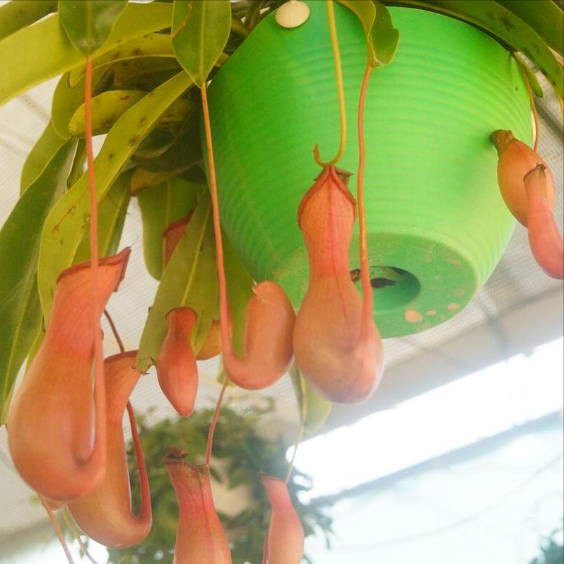 深入了解食肉植物：为什么有些植物会吃虫子