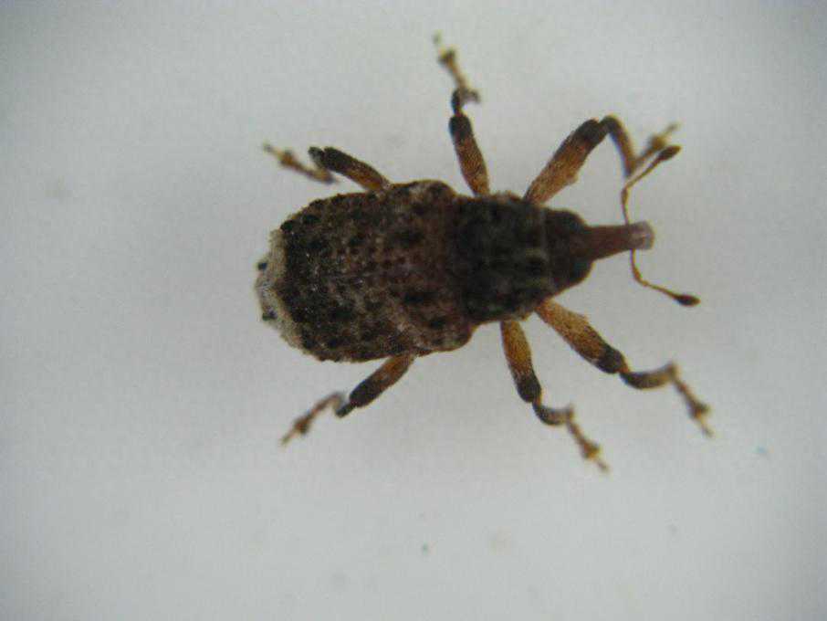 动物界的“演技之王”：一碰就“死”的毁灭性林木蛀干害虫——杨干象