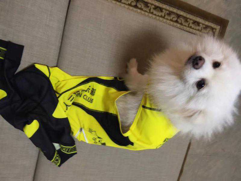 从深圳飞到加拿大“陪读”，我家爱犬是如何出境的