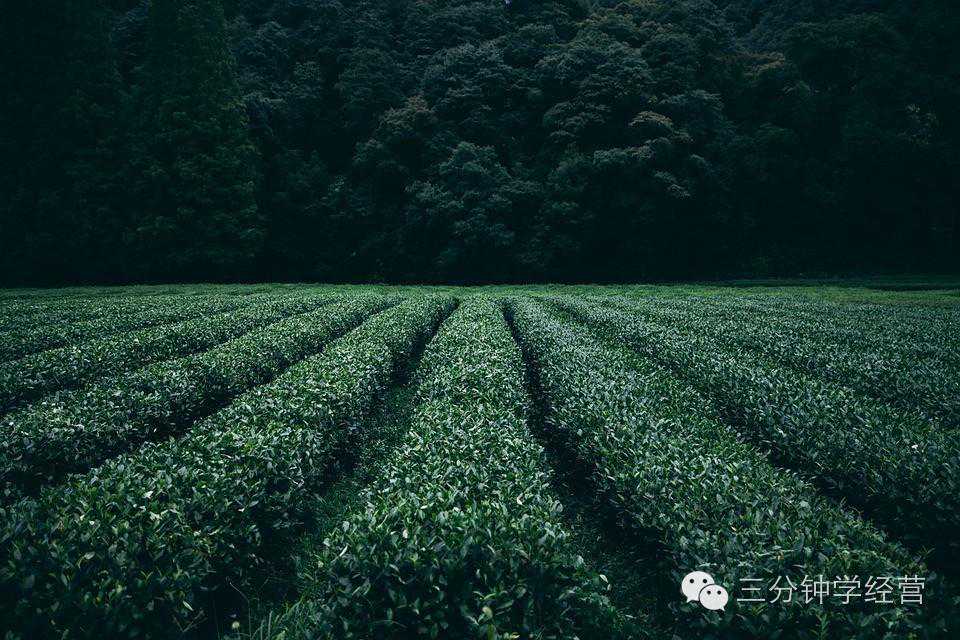 茶园玩起资本游戏，透支未来40年产出，这靠谱吗？