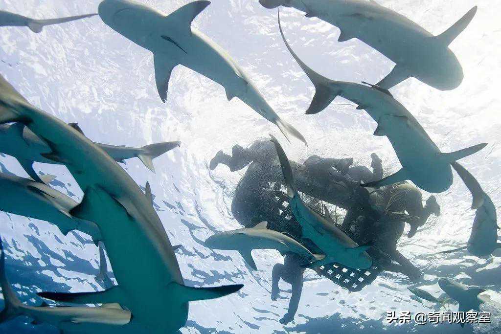 历史上最大规模的鲨鱼吃人事件，数百人被吃，发生在美国