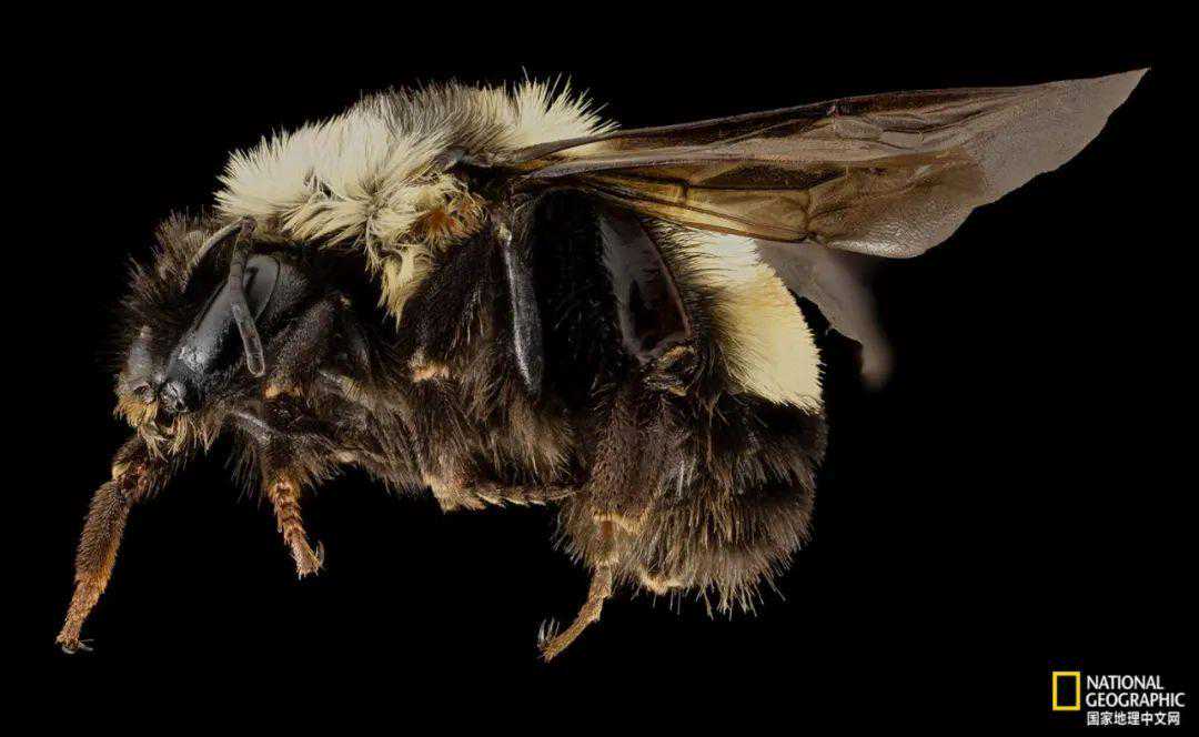 虫子再这么死下去，人类末日不远