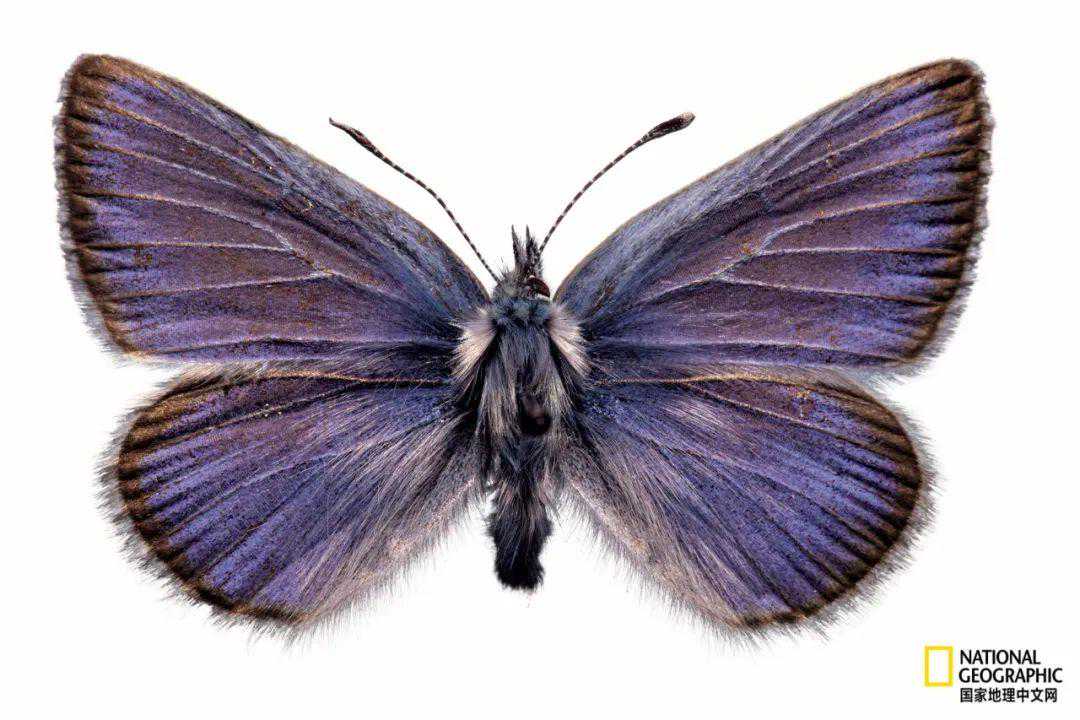 虫子再这么死下去，末日不远了