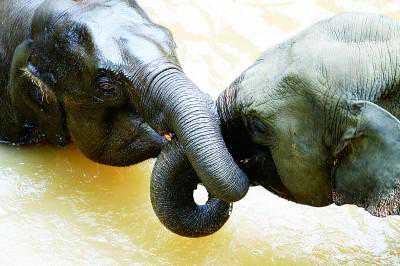 随心所“象”——环境史视野下的大象北移