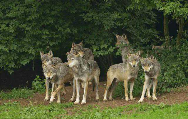 极度恐慌:野狼谷惊魂