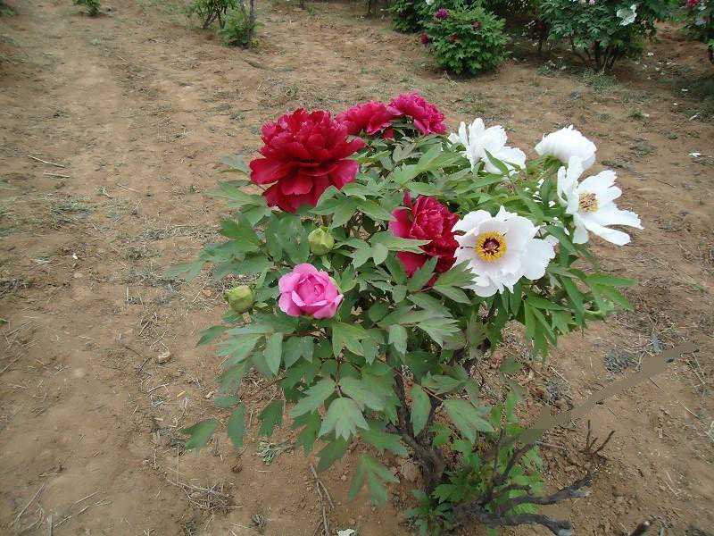 如何使同一株牡丹花开多色品种牡丹花