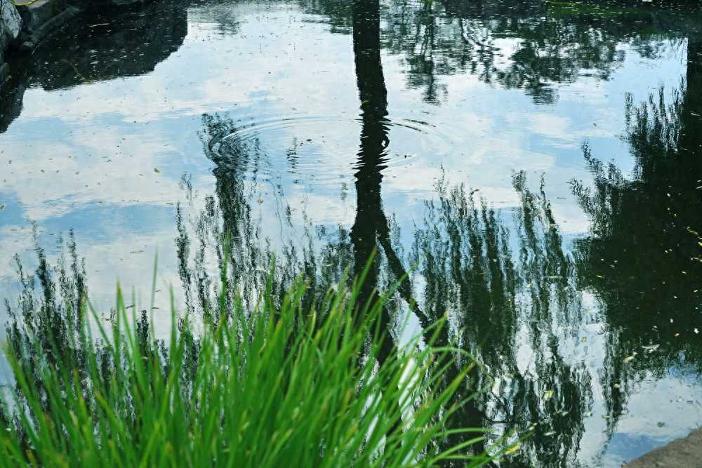 绿植探险 爱探险的朵拉养成记