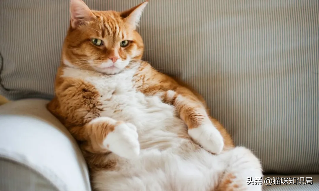 惊了！这些世界名作的诞生，竟然是因为一只猫