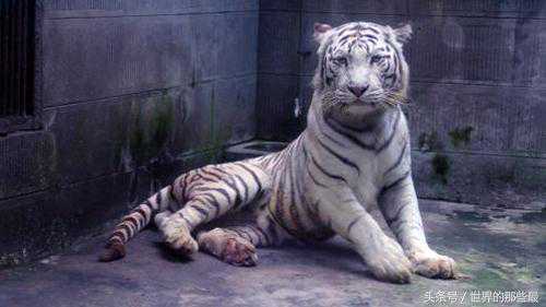 斗兽棋是骗人的？现实中一哥大象被狮子吃，二哥雄狮却打不赢老虎