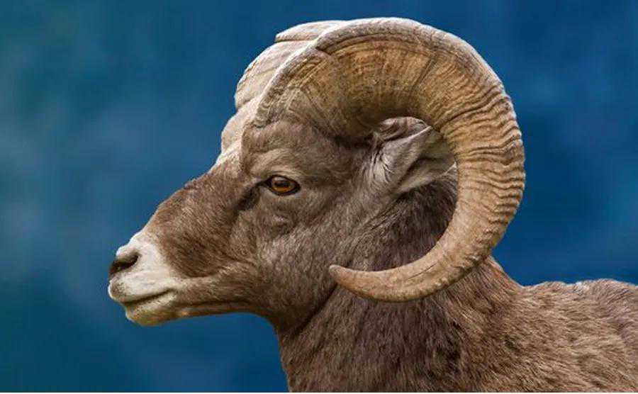 儿童画教程｜趣味儿童吹塑板印画《一只威武的大角羊》