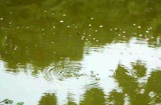 辨别不同的鱼“星泡"，就知窝里来什么鱼了