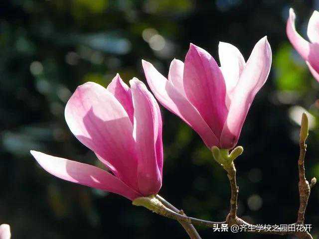 10款耐看常用 | 与风水有关的紫色类园林景观植物