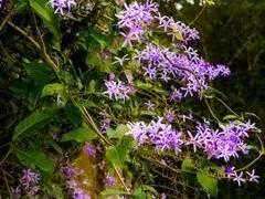 兰花藤，也叫许愿藤