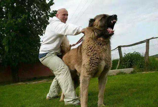 狗狗战斗力排行：只有更强没有最强，每只都是"超级赛亚狗"