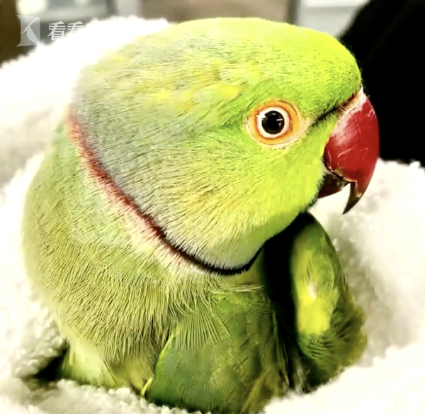 警察蜀黍救我！迷路鹦鹉遭老鹰追赶逃进警局避险