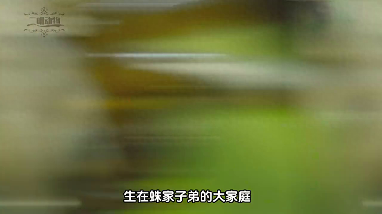 小蜘蛛的逃亡之路#小蜘蛛#动物