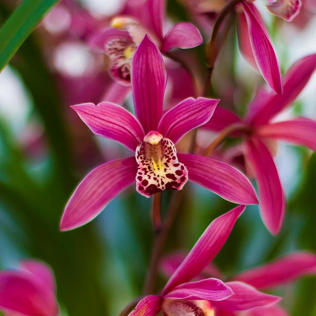 四季兰名品——紫霞仙女，花色红艳，香气浓郁，花期长达200多天