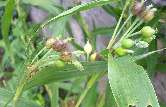 致那些记忆中的童年游戏（植物篇），你玩过几种？
