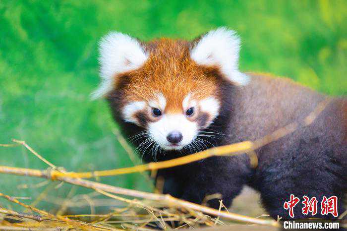 厦门灵玲动物王国成功繁育罕见小熊猫三胞胎