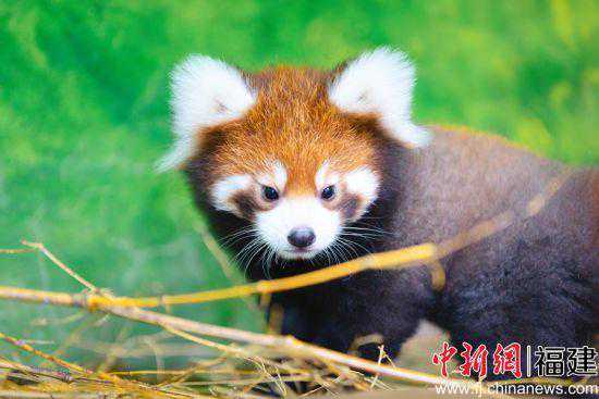 厦门灵玲动物王国成功繁育罕见小熊猫三胞胎