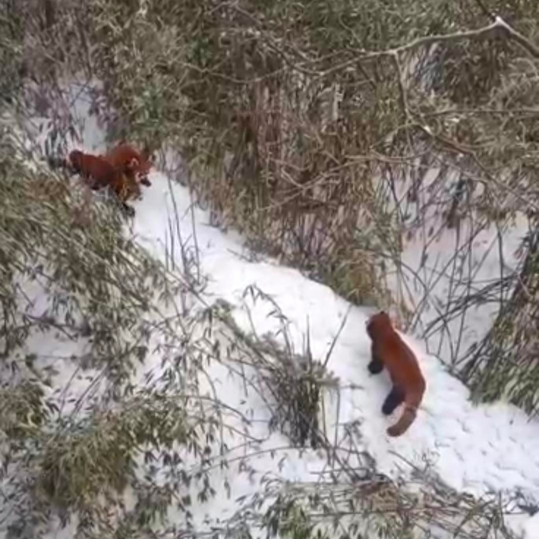 四川瓦屋山罕见拍到三只小熊猫同框：恋爱时被打扰，它怒驱“情敌”