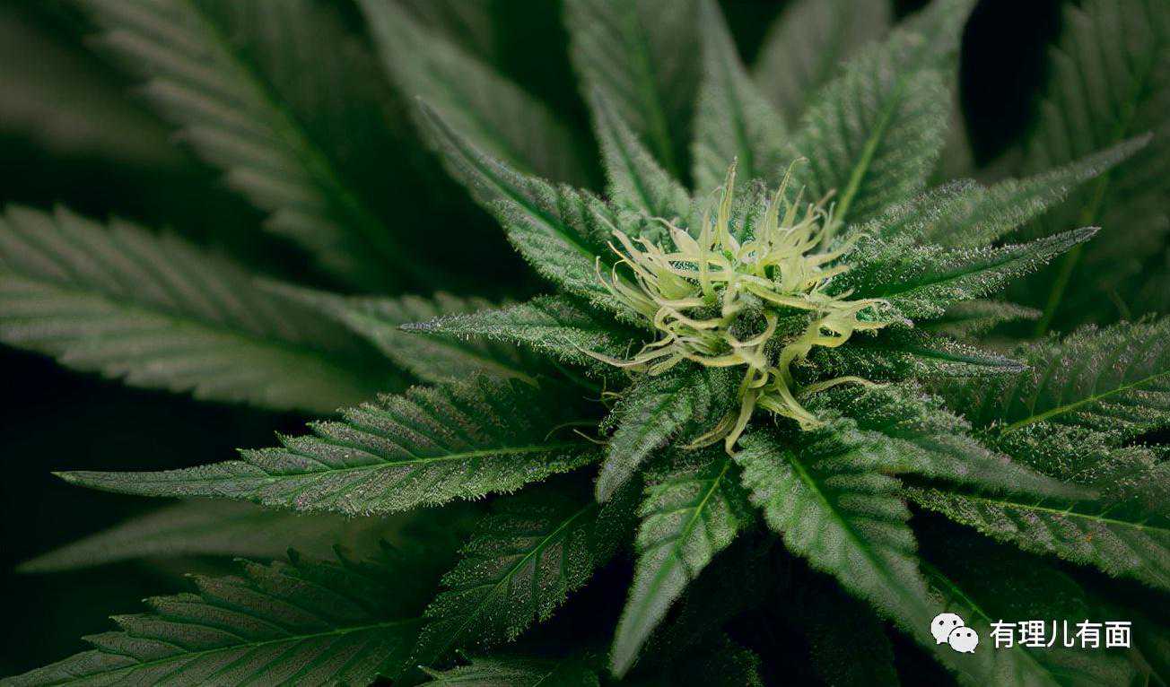 欢迎来到美丽的风景线——美国费城“丧尸”一条街……